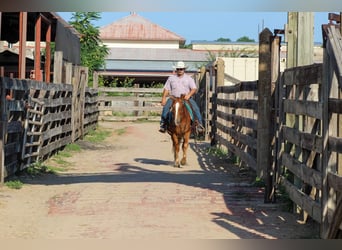 Mustang, Caballo castrado, 7 años, 145 cm, Alazán rojizo