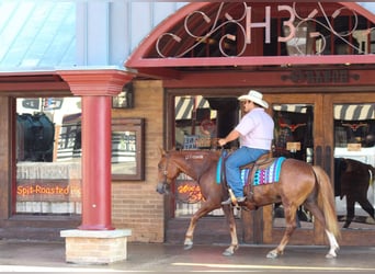 Mustang, Caballo castrado, 7 años, 145 cm, Alazán rojizo