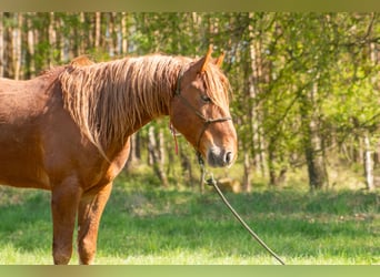Mustang, Caballo castrado, 7 años, 147 cm, Alazán