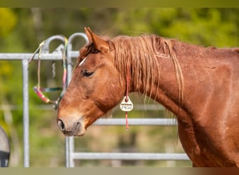 Mustang, Caballo castrado, 7 años, 147 cm, Alazán