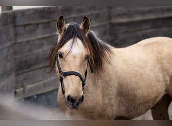 Mustang, Caballo castrado, 7 años, 147 cm, Bayo