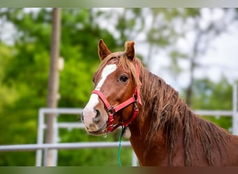 Mustang, Caballo castrado, 7 años, 150 cm, Alazán