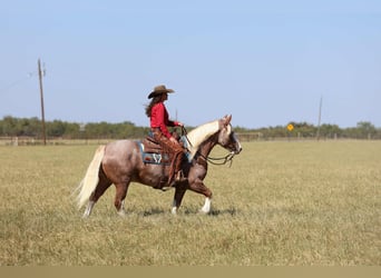 Mustang, Caballo castrado, 7 años, 150 cm, Ruano alazán