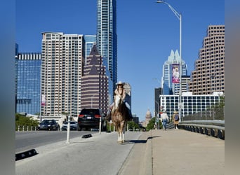 Mustang, Caballo castrado, 7 años, 150 cm, Ruano alazán
