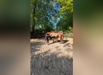 Mustang, Caballo castrado, 7 años, 152 cm, Alazán