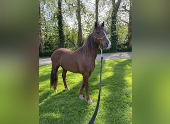 Mustang, Caballo castrado, 7 años, 152 cm, Alazán