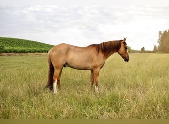 Mustang, Caballo castrado, 8 años, 140 cm, Red Dun/Cervuno