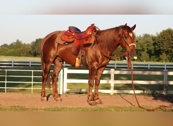 Mustang, Caballo castrado, 8 años, 145 cm, Alazán-tostado