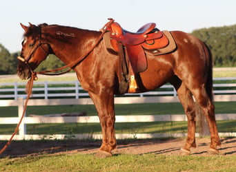 Mustang, Caballo castrado, 8 años, 145 cm, Alazán-tostado