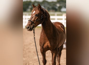 Mustang, Caballo castrado, 8 años, 145 cm, Alazán-tostado