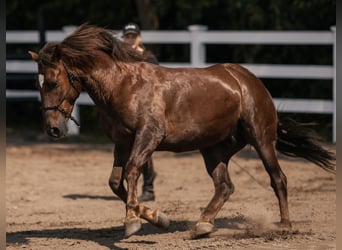Mustang, Caballo castrado, 8 años, 145 cm, Alazán-tostado