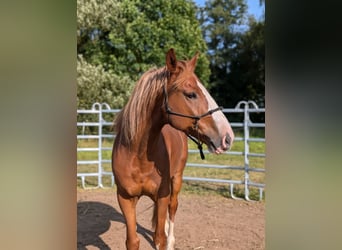 Mustang, Caballo castrado, 8 años, 150 cm, Alazán