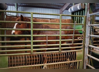 Mustang, Caballo castrado, 8 años, 150 cm, Alazán