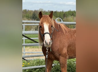 Mustang, Caballo castrado, 8 años, 150 cm, Alazán