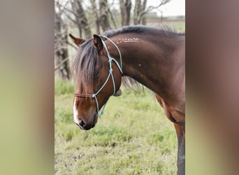 Mustang, Caballo castrado, 8 años, 150 cm, Castaño