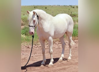 Mustang, Caballo castrado, 8 años, 150 cm, Cremello