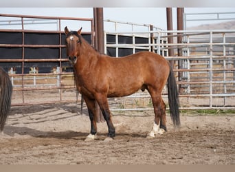 Mustang, Caballo castrado, 8 años, 154 cm, Bayo