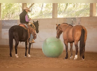 Mustang, Caballo castrado, 8 años, 154 cm, Bayo