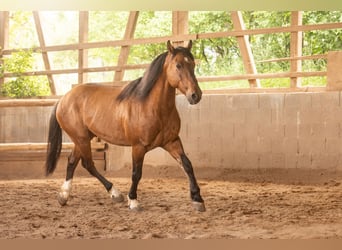 Mustang, Caballo castrado, 8 años, 158 cm, Bayo