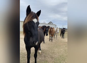 Mustang, Caballo castrado, 9 años, 144 cm, Negro