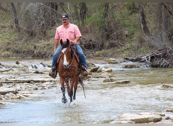 Mustang, Caballo castrado, 9 años, 152 cm, Castaño rojizo