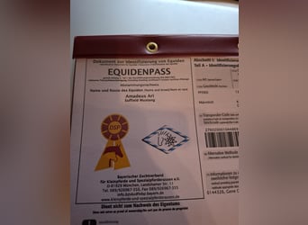 Mustang (canadees), Hengst, 1 Jaar, 154 cm, Bruin