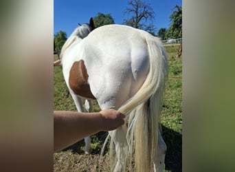 Mustang (canadees), Hengst, 1 Jaar, 154 cm, Tobiano-alle-kleuren