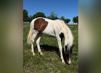Mustang (canadees), Hengst, 1 Jaar, 154 cm, Tobiano-alle-kleuren