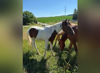 Mustang (canadees), Hengst, 1 Jaar, 154 cm, Tobiano-alle-kleuren