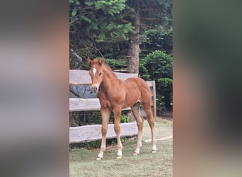Mustang (canadees), Hengst, Veulen (06/2026), 154 cm, Donkere-vos
