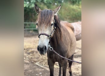 Mustang (canadees) Mix, Merrie, 2 Jaar, Buckskin