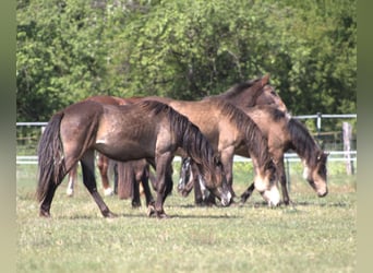 Mustang (canadees) Mix, Merrie, 2 Jaar, Buckskin