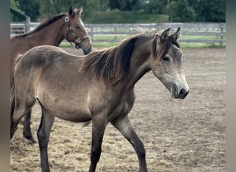 Mustang (canadees) Mix, Merrie, 2 Jaar, Buckskin