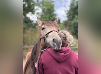 Mustang (canadees) Mix, Merrie, 2 Jaar, Buckskin