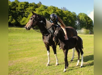 Mustang (canadees) Mix, Merrie, , 148 cm, Zwartschimmel
