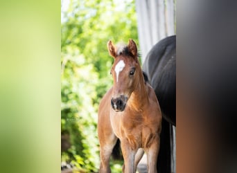 Mustang (canadees) Mix, Merrie, Veulen (04/2026), 154 cm, Bruin