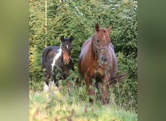 Mustang (canadese), Giumenta, 12 Anni, 153 cm, Sauro scuro
