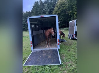 Mustang (canadese) Mix, Giumenta, 1 Anno, 153 cm, Sauro