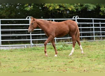 Mustang (canadese) Mix, Giumenta, 1 Anno, 153 cm, Sauro