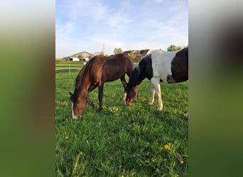 Mustang (canadese), Giumenta, 1 Anno, 155 cm