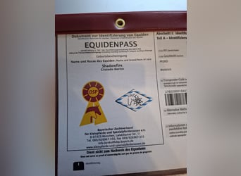 Mustang (canadese) Mix, Giumenta, 1 Anno, 160 cm, Tobiano-tutti i colori