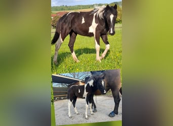 Mustang (canadese) Mix, Giumenta, 1 Anno, 160 cm, Tobiano-tutti i colori