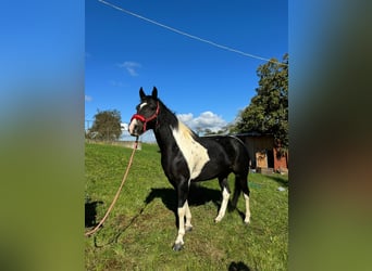 Mustang (canadese), Giumenta, 9 Anni, 155 cm, Pezzato