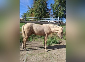 Mustang (canadese) Mix, Giumenta, Puledri (01/2026), 150 cm, Palomino
