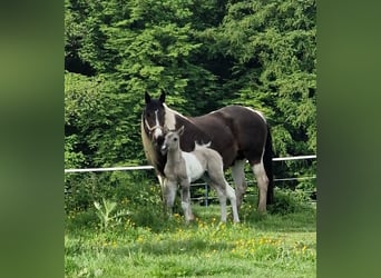 Mustang (canadese), Giumenta, Puledri (05/2026), 153 cm, Tobiano-tutti i colori
