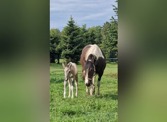 Mustang (canadese), Giumenta, Puledri (05/2026), 153 cm, Tobiano-tutti i colori