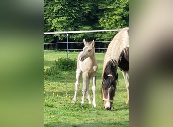 Mustang (canadese), Giumenta, Puledri (05/2026), 153 cm, Tobiano-tutti i colori