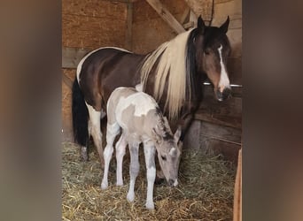 Mustang (canadese), Giumenta, Puledri (05/2026), 153 cm, Tobiano-tutti i colori