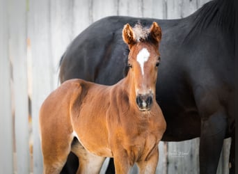 Mustang (canadese) Mix, Giumenta, Puledri (04/2026), 154 cm, Baio