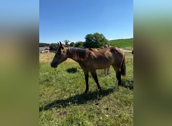 Mustang (canadese), Stallone, 1 Anno, 150 cm, Pelle di daino